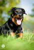 beauceron-net.de