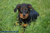 beauceron-net.de