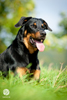 beauceron-net.de