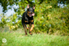 beauceron-net.de