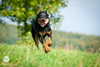 beauceron-net.de