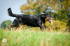 beauceron-net.de