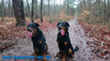 beauceron-net.de