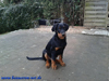 beauceron-net.de