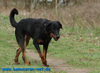 beauceron-net.de