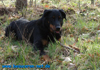 beauceron-net.de