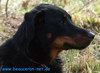 beauceron-net.de