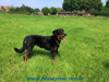 beauceron-net.de