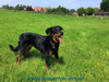 beauceron-net.de