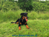 beauceron-net.de