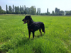 beauceron-net.de