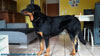 beauceron-net.de