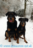 beauceron-net.de