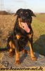 beauceron-net.de