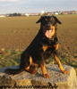 beauceron-net.de