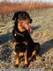 beauceron-net.de