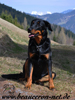 beauceron-net.de