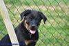 beauceron-net.de