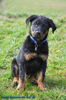 beauceron-net.de