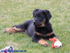 beauceron-net.de