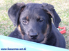 beauceron-net.de