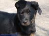 beauceron-net.de