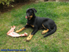 beauceron-net.de