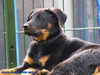 beauceron-net.de