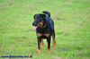 beauceron-net.de