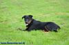 beauceron-net.de