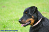 beauceron-net.de