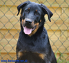 beauceron-net.de