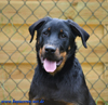 beauceron-net.de