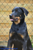 beauceron-net.de