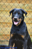 beauceron-net.de