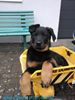 beauceron-net.de