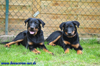 beauceron-net.de