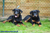 beauceron-net.de