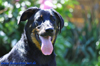 beauceron-net.de