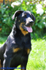 beauceron-net.de