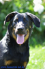 beauceron-net.de