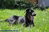 beauceron-net.de