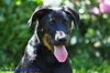 beauceron-net.de