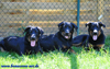 beauceron-net.de