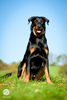 beauceron-net.de