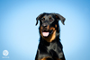 beauceron-net.de