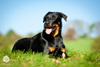 beauceron-net.de