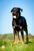 beauceron-net.de