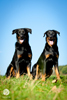 beauceron-net.de