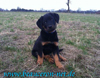 beauceron-net.de